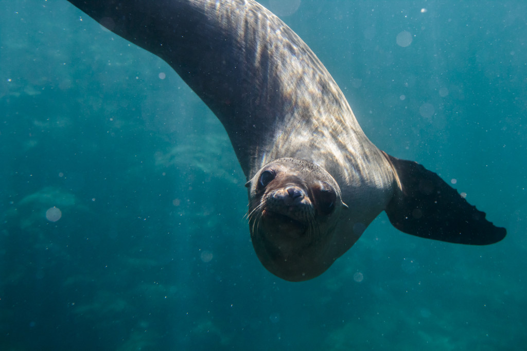 Photo of a Sea Lion in Baja California Sur