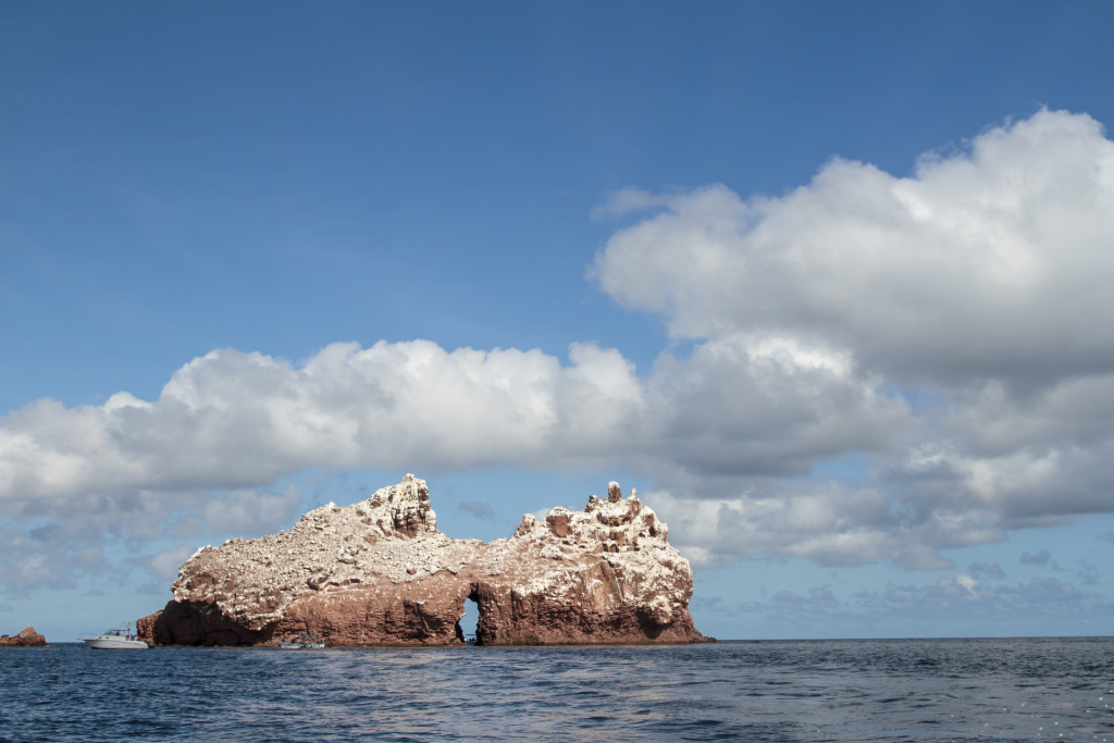 Los Islotes is home to a huge colony of Sea Lions, as well as to a good diversity of underwater wildlife.