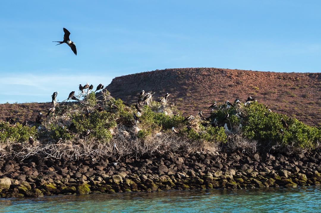 Mangroves of Espiritu Santo Island ⠀ The archipelago of Espiritu Santo is one of the most magical places in Baja. Its landscapes are as beautiful as they are varied, and the amount of life that you can find here, over 600 species in flora and fauna, make it one of the most impressive places to visit in Baja California Sur. ⠀ For one, it is home to just over 40 species of birds, and one of the most memorable sights you’ll see in this place is the long stretch of mangroves that house thousands of frigate birds, amongst other species. ⠀ For a long time, this was in the first place of my favorite spots in my home state. Now it stands in second, beaten only by Sierra de La Laguna, but I’m a little biased towards the mountains, after all. ⠀ Espiritu Santo, just North of the city of La Paz, is one of those spots I highly recommend to anyone who wants to revel in the natural beauties that Baja California Sur has to offer.