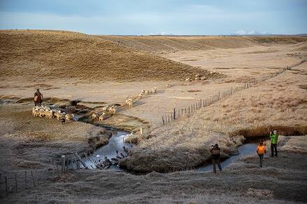 ⠀ Gaucho on the way to Porvenir, Tierra del Fuego ⠀ Alright! We’re just back to Punta Arenas after exploring the Chilean side of #AdventureWeekTDF, and I must say it was amazing! I wish I could have shared those moments day by day as we were experiencing them, but one of the highlights of this part of Tierra del Fuego is that it’s still pretty wild, so no wifi, no cell phone signal, no instagram! I’ll be sharing them on the next few days, and there’s also some moments from Argentina that I want to share with you, but first let us show some love to our host for the last couple of days, @patagoniacl. ⠀ Chilean Tierra del Fuego is all about disconnecting from modern life and immersing yourself in this wild, untamed place. In this following series, you’ll see our visit to a fort from mid 1800s, our adventure on a really cool expedition boat through the Strait of Magellan that includes kayaking with humpback whales and the visit to a massive glacier, and a little bit of wildlife, so don’t forget to follow so you don’t miss one of them. ⠀ We’ll start small for now, though, with one of my favourite things about the place. Given it is so untamed, highlights can be up to a couple of hours apart from each other, so you’ll have some driving ahead of you. While this may sound a bit off-putting for some, the scenery and moments you’ll find along the way will keep you your adventurer’s heart at ease. ⠀ One of these common sights are Gauchos, local sheep-herders that are well known part of the Patagonian culture, always surrounded by their loyal pack of dogs that helps them keep the sheep in line. ⠀ Mix their strong presence, a few snowy peaks in the background and the never-ending, beautiful cloud-diffused light of Tierra del Fuego and you’ll get a captivating scene that unfolds before you and mesmerizes you with the Patagonian way of life.
